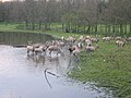 Pater Davidsherten in Natuurpark Lelystad