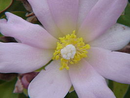 Pereskia grandifolia