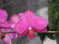 Phalaenopsis cultivar