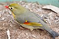 Red-billed leiothrix, Maui, Hawaii