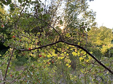 Branch in Bend, Oregon, backlit by sun