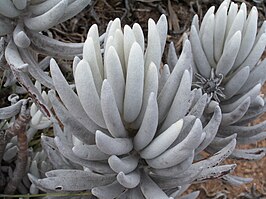 Senecio haworthii