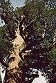 Riesenmammutbaum (Sequoiadendron giganteum)