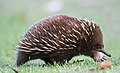 Tachyglossus aculeatus side on.jpg