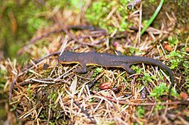 Ruwe salamander