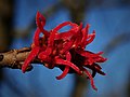 Female flowers