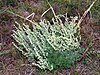 The fringed sagebrush (Artemisia frigida)