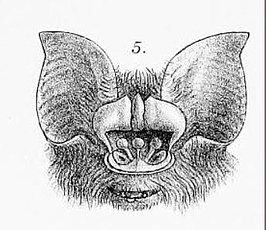 Aselliscus stoliczkanus