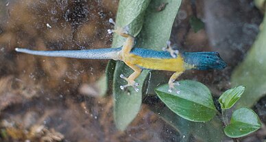 Lizard clinging to glass, from below, showing bright yellow belly