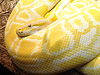 An albino Burmese python