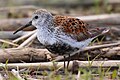 Alpenstrandläufer (Calidris alpina)