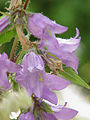 Campanula grossekii