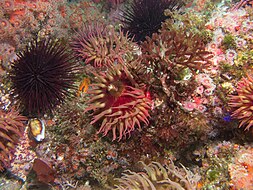 Sea life on a reef