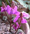 Cyclamen alpinum