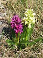 Zwei Farbmorphen vom Holunder-Knabenkraut (Dactylorhiza sambucina)