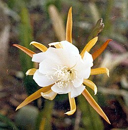 Epiphyllum laui