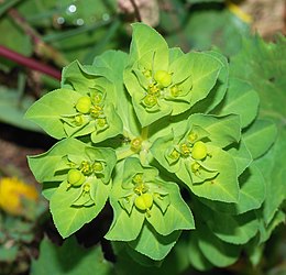 Euphorbia cf. serrata