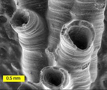 Michigan'da bulunmuş Devoniyen'den kalma bir hederlloidin SEM görüntüsü (en büyük tüpün çapı 0,75 mm'dir)