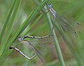 Ovipositing pair