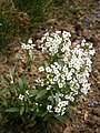 Lobularia maritima