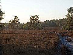 Wanderer im NSG Heiden und Magerrasen in der Südheide