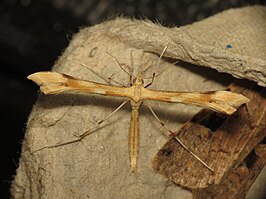 Platyptilia ochrodactyla