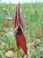 Serapias strictiflora (Plaine des Maures)