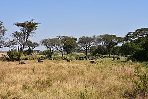 African savanna. Trees in the background, grassland in the foreground, wildebeest crossing