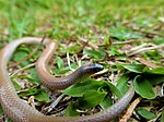 Tantilla vermiformis in Guatemala