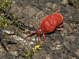 Közönséges bársonyatka (Trombidium holosericeum)