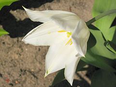 Tulipa taihangshanica