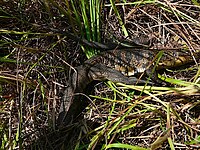 Roadkill with an autotomized tail, Venezuela.