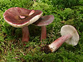 !Russula queletii!