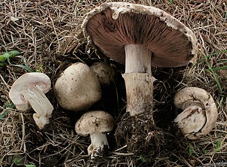 Flockiger Champignon Agaricus subfloccosus