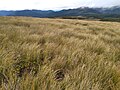 A. anomala growing near the type locality of the Peel Range, Kahurangi National Park