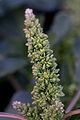 Amaranthus lividus (blitum)