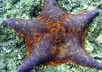 Asterina miniata 1