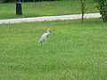 Kuhreiher Cattle Egret