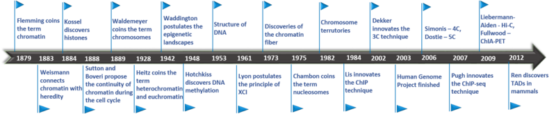 Timeline of chromatin structure studies