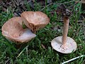 Clitocybe sinopica