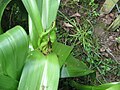 Colchicum speciosum leaves and fruits