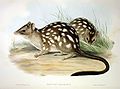 Northern Quoll, Dasyurus hallucatus, 1845–1863, Mammals of Australia, J Gould & H. C. Richter