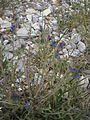 Echium plantagineum