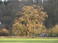 Eiche 'Zu den sieben Eichen'