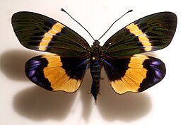 Eterusia repleta