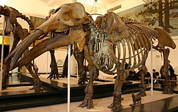 A Gomphotherium productum csontváza