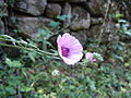 View of the flower