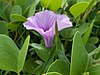 A flower amongst the leaves of a railroad vine plant.