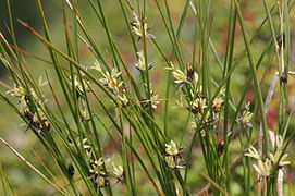 Dreiblatt-Binse (Juncus trifidus)