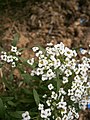 Lobularia maritima